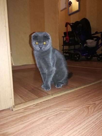 У кого вислоухие кошки