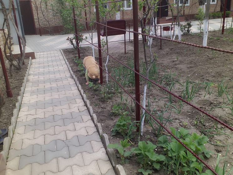 Как вам моя малина с клубничкой😂