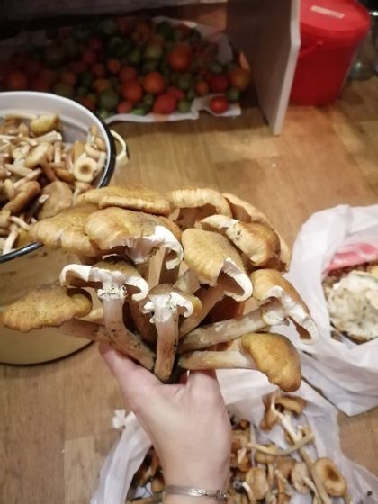Грибы...