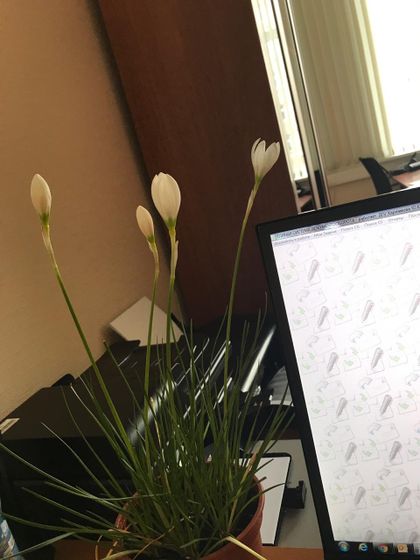 Кто знает, как называется цветочек?