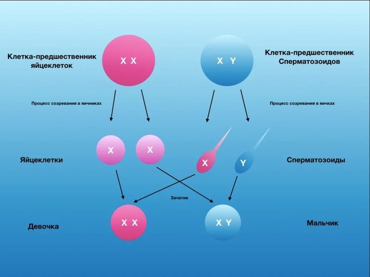 Пол ребёнка.