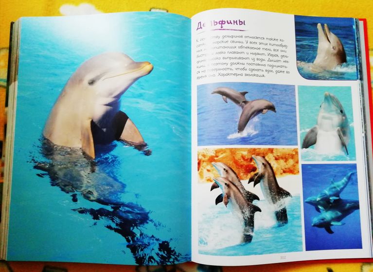 Ну и моя любовь 😍Фото-книга о животных