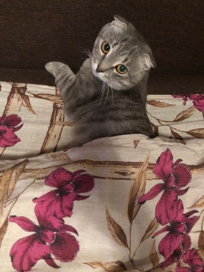 Коты