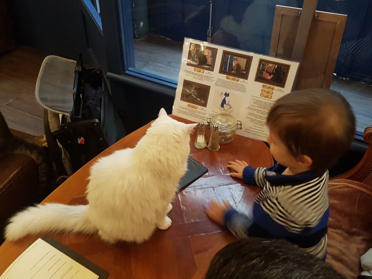 Le café des chats