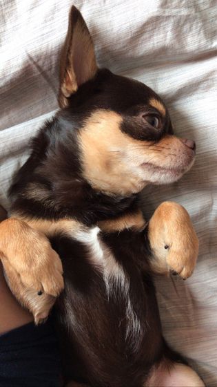 Семушка 🐕