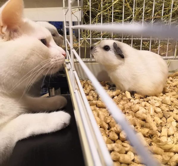 Новый член семьи🐹