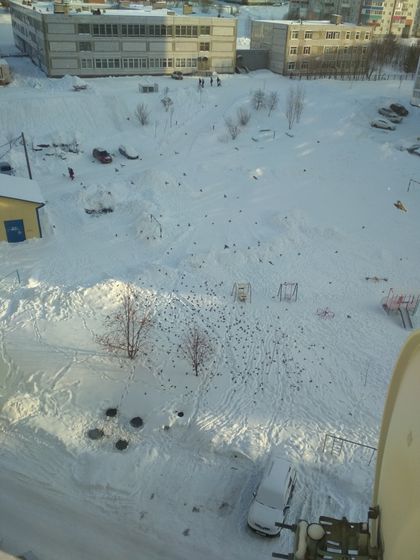 Птичий налет.