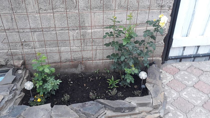 Девочки у кого плетистые розы
