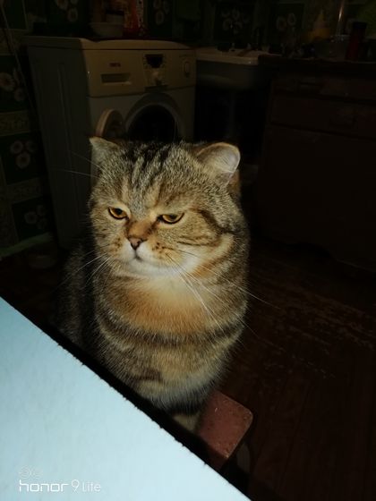 Не могу над котом