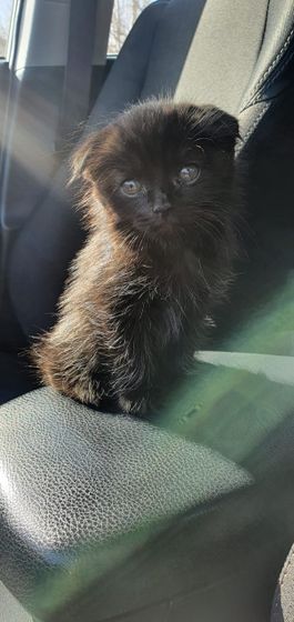 Продолжение про кота!