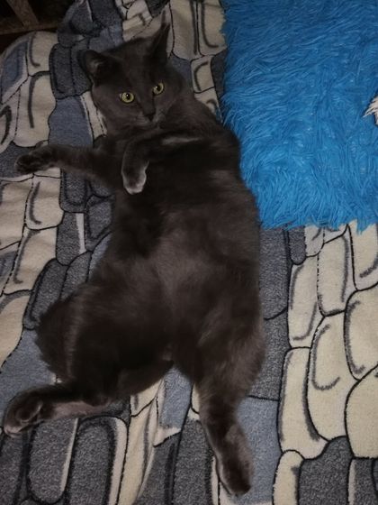 Обожаю своего кота
