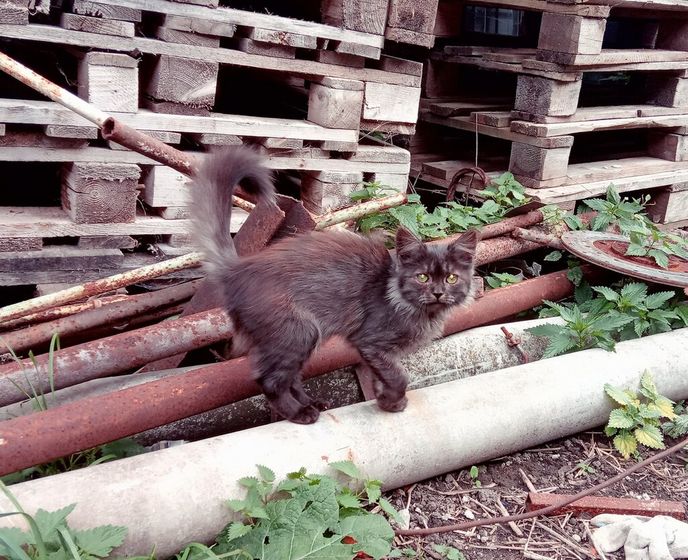 Котенок с улицы Вот