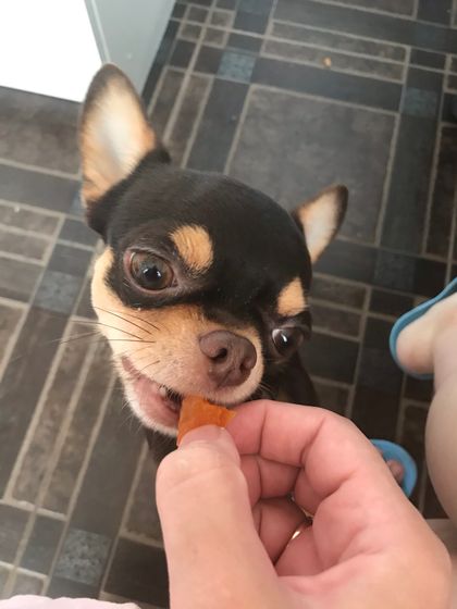 Ест курагу 🐕