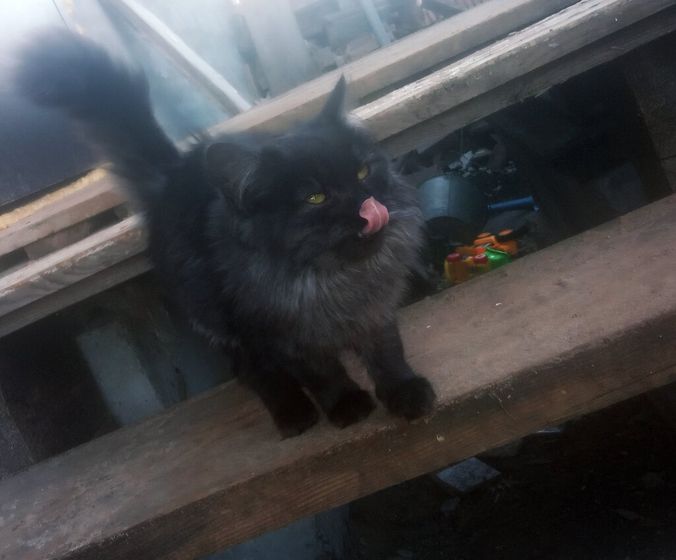 Котенок с улицы Вот