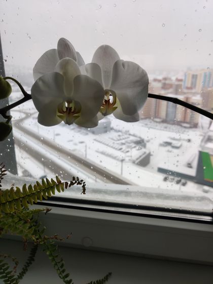Орхидея не цвела 3 года
