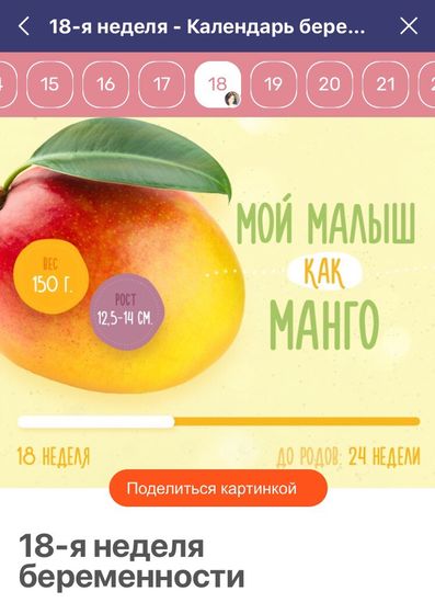 18 недель