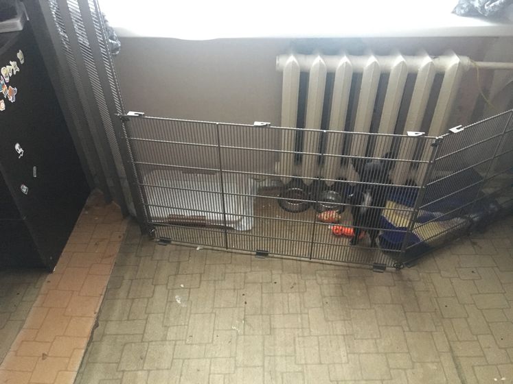Пёс и приучение к горшку