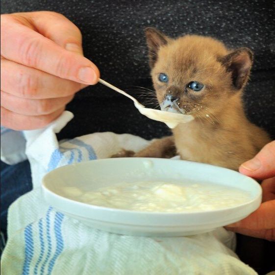 Чем кормить котенка в месяц?