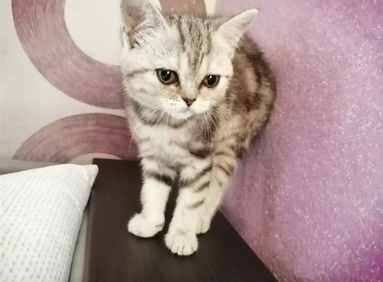 Любимые животные?