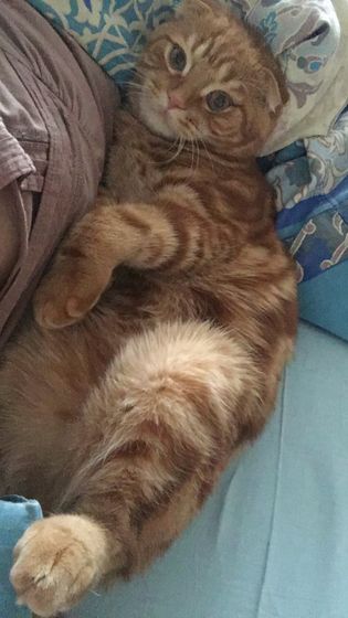 Батоша 🐱