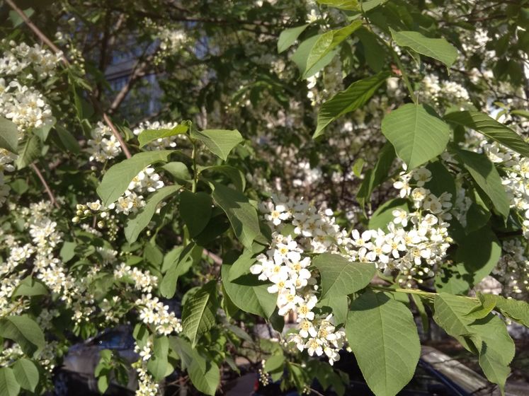 Пасхальный дар в Кузьминках (28.04.19)