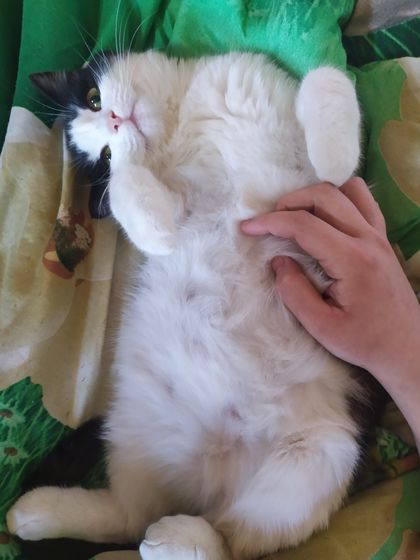 Через сколько рожают с