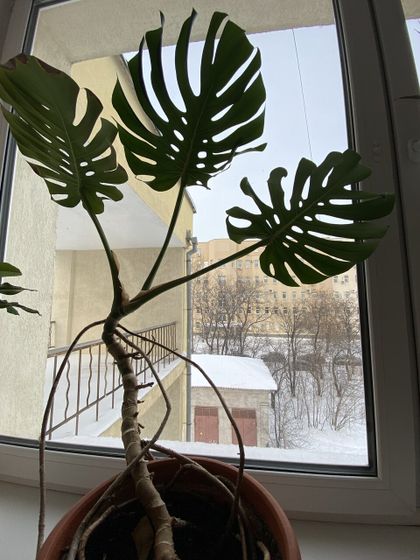 Новые новости и скоро 37 н. Узи и РД консультация.