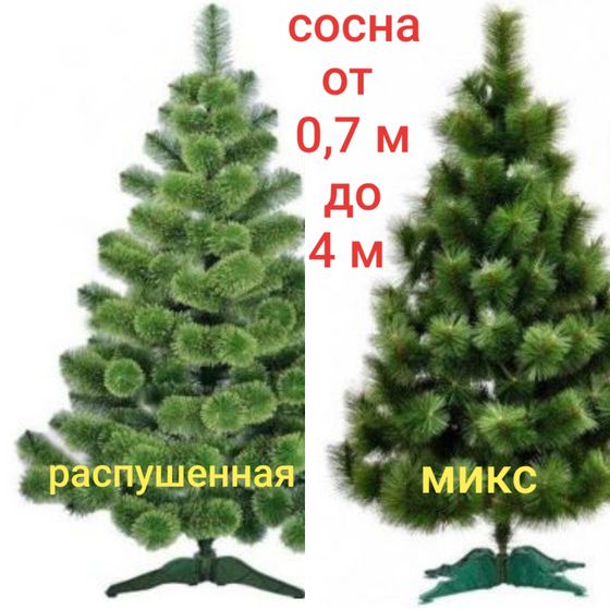 Елки/сосны Украина. БЕСПЛАТНАЯ доставка + ПОДАРОК