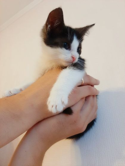СПб! Прошу репост! Котёнок!