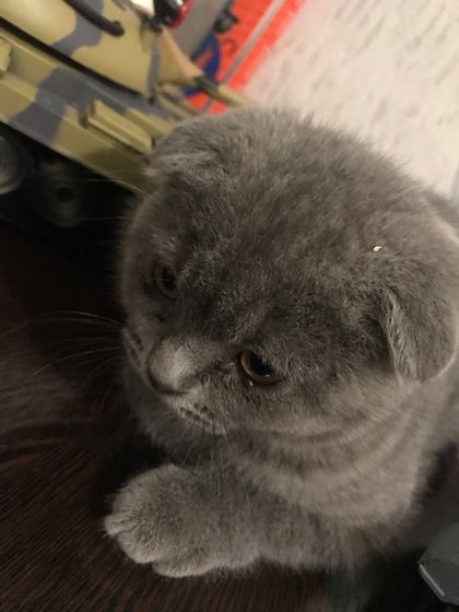 Подскажите пожалуйста Кошка 🐈
