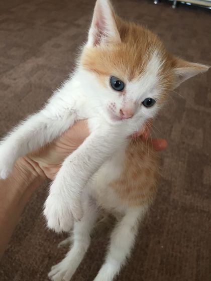 Волгоград! Котята ищут дом!