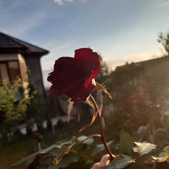 Пусть будет в моей