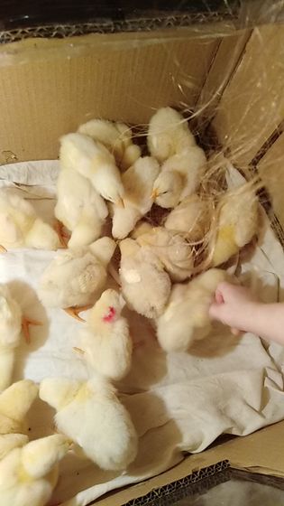 Мои лошадки Растут