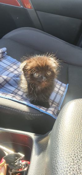 Продолжение про кота!