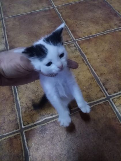 пол котят