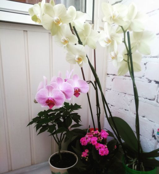 Цветут цветы🌺🌷🌸🌹🌻 Мой мини