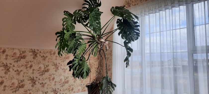 У нас новенький) Хотелось