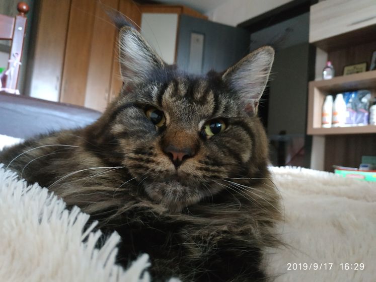 Скоро родит котят.
