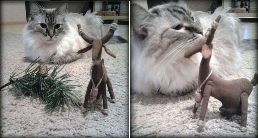 Заболел мой любимый кот