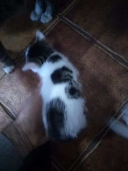 пол котят