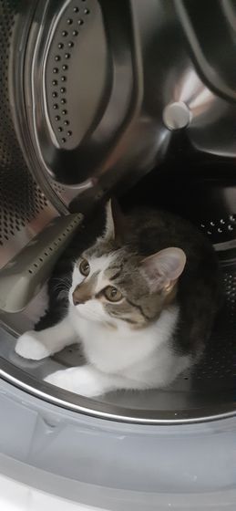 Удивляюсь новой кошке Ни