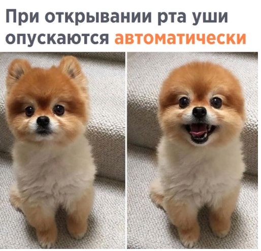 Что это за порода?