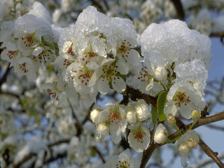 Как спасти сад от заморозков? 6 способов