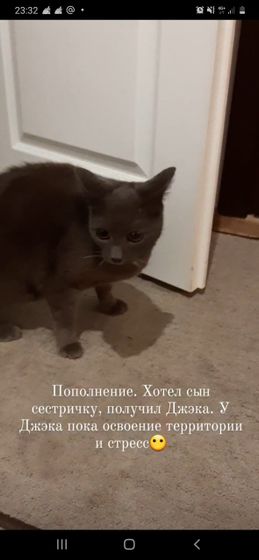 Порода котов.