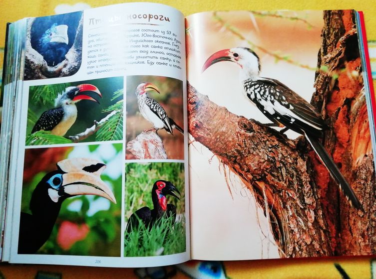 Ну и моя любовь 😍Фото-книга о животных