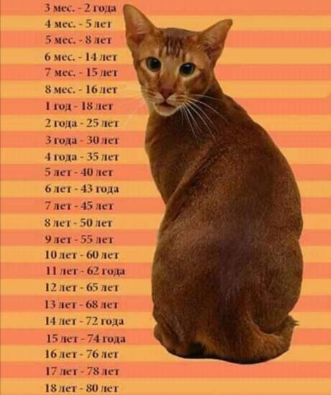Кошачий возраст