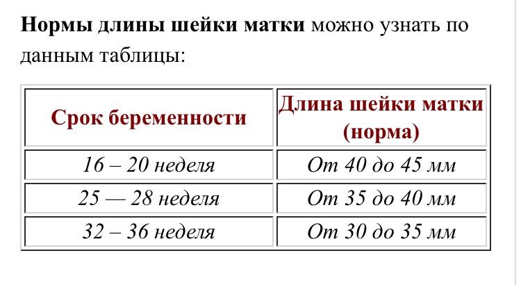 Шейка матки длина