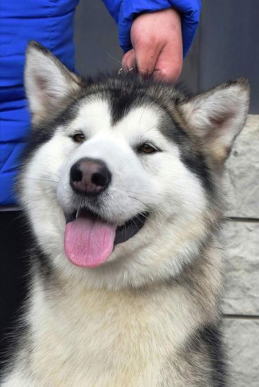 Мои мохнатые детки🐕🐕🐕🐕🐕