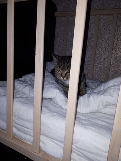 Кот постоянно тусуется в кроватке😾