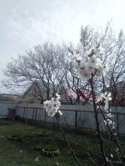 Весна в разгаре, но не радует(((( из-за карантина!